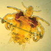 The Pubic louse lays its eggs on the hairs and tend to remain attacked to hairs in the groin and nearby areas