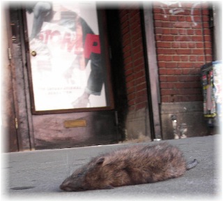 The dead rat formed a "No Walk Zone" in front of STOMP